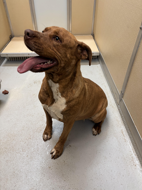 Photo for animal #1552