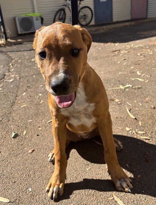 Photo for animal #1729