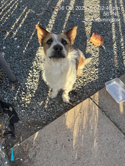 Photo for animal #1558