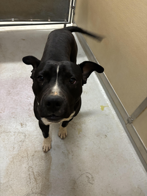 Photo for animal #1561