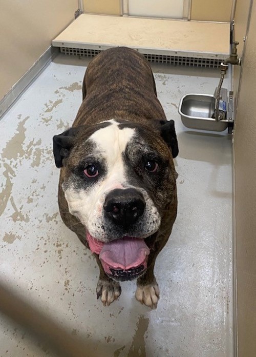 Photo for animal #1564