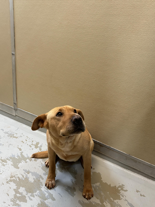 Photo for animal #1566