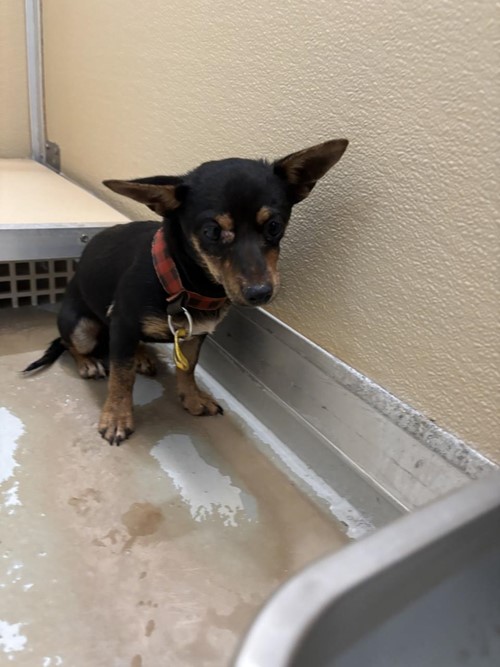 Photo for animal #1742