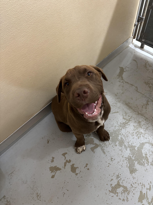 Photo for animal #1572