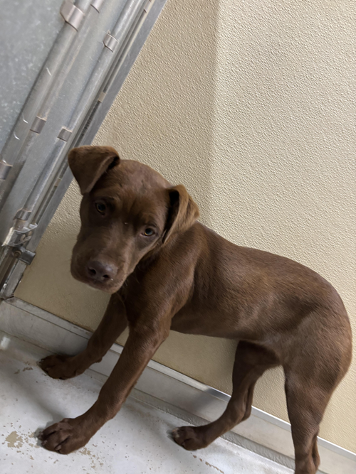 Photo for animal #1573