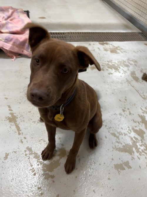 Photo for animal #1747