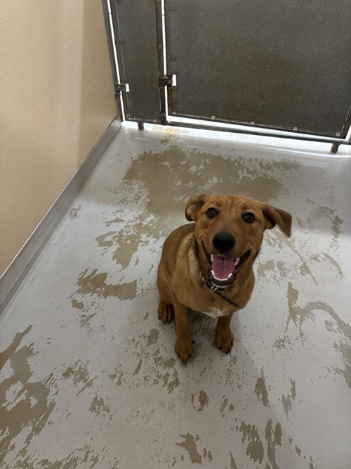 Photo for animal #1651