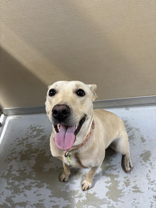 Photo for animal #1656