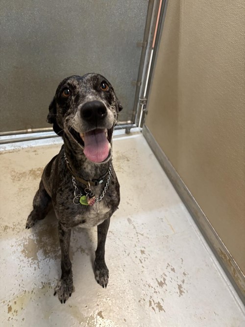 Photo for animal #1667