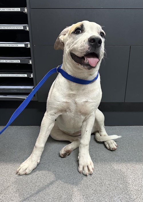 Photo for animal #1768