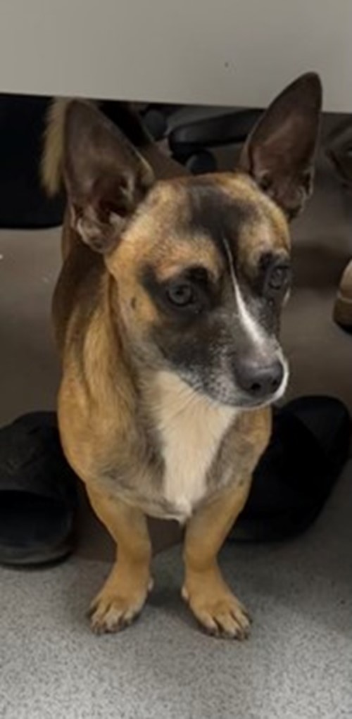 Photo for animal #1771