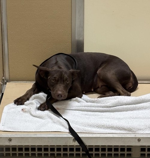 Photo for animal #1772