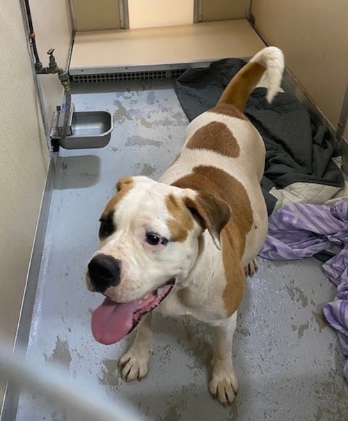 Photo for animal #1695