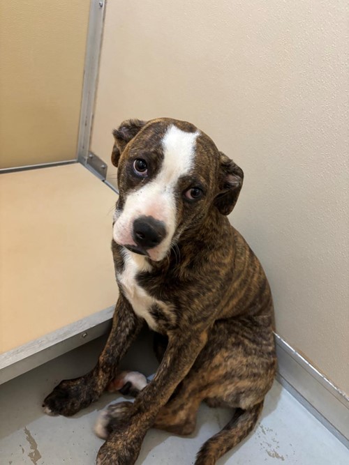 Photo for animal #1654