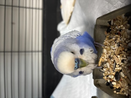 Photo for animal #1855