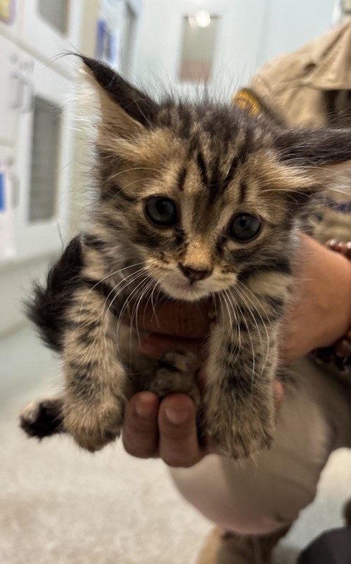 Photo for animal #1789