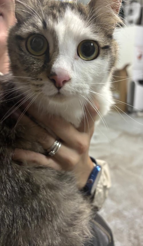 Photo for animal #1699