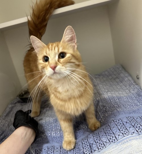 Photo for animal #1797