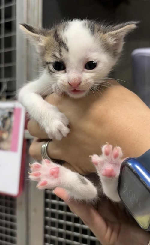 Photo for animal #1700