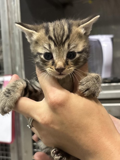 Photo for animal #1701