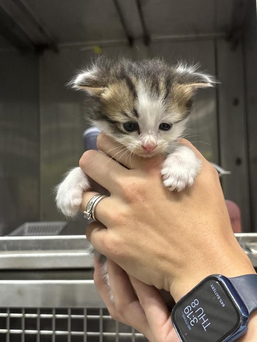 Photo for animal #1703