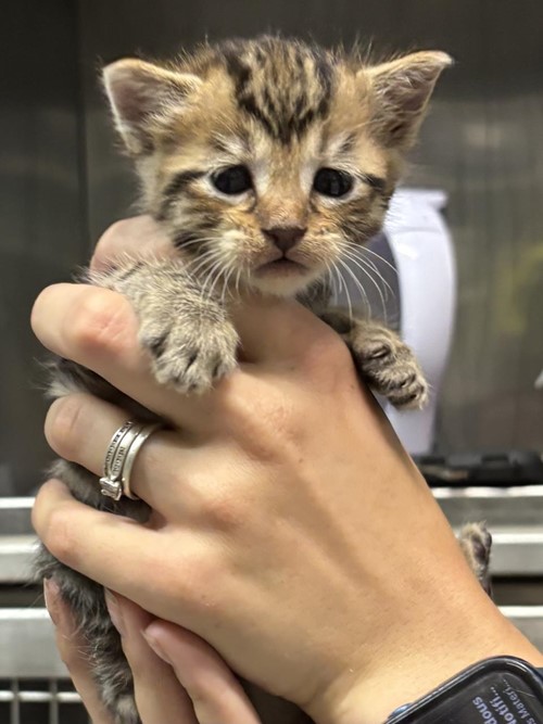 Photo for animal #1704