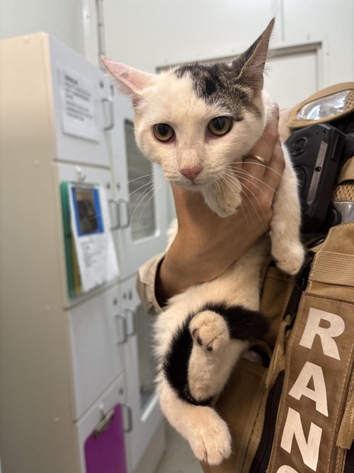 Photo for animal #1706