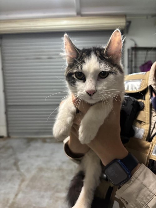 Photo for animal #1707