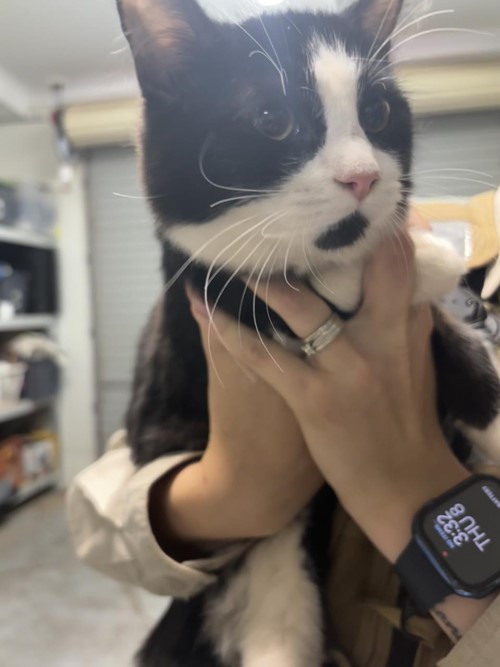 Photo for animal #1708