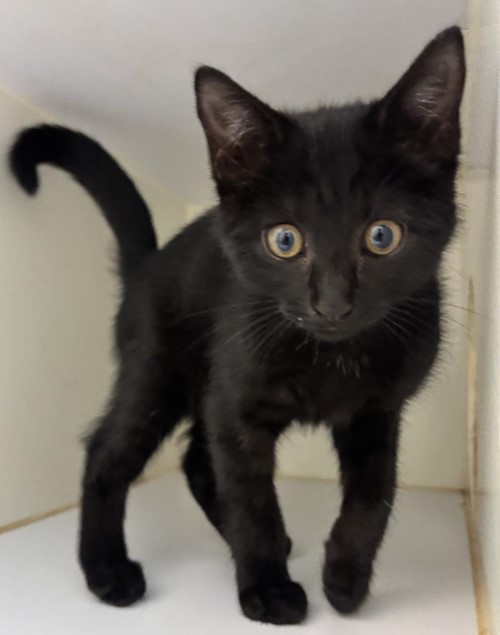 Photo for animal #1840