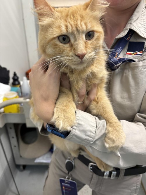 Photo for animal #1736