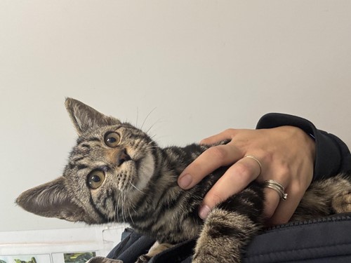 Photo for animal #1865