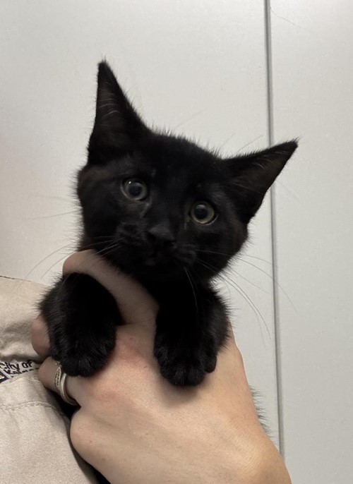 Photo for animal #1875