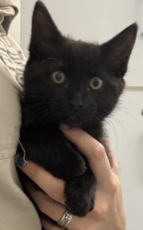 Photo for animal #1876