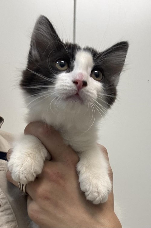 Photo for animal #1877