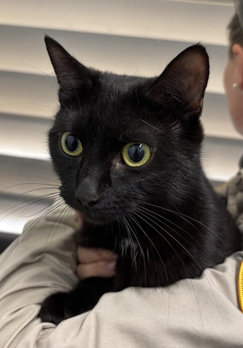 Photo for animal #1895