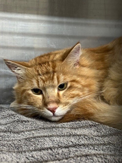 Photo for animal #1882