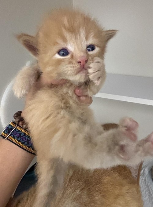 Photo for animal #1730