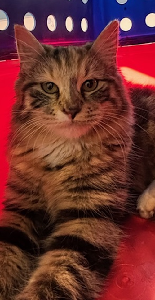 Photo for animal #1883