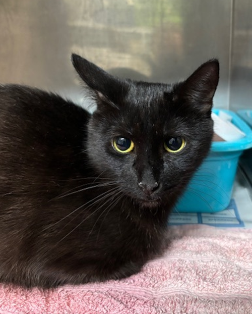 Photo for animal #1890