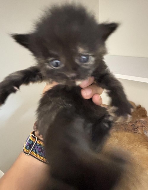 Photo for animal #1731