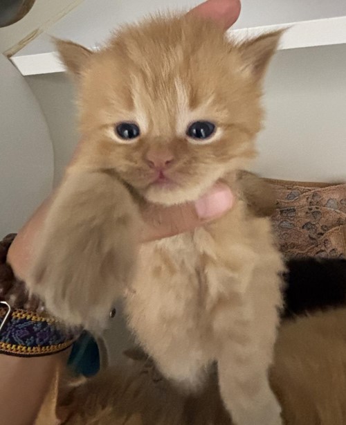 Photo for animal #1733