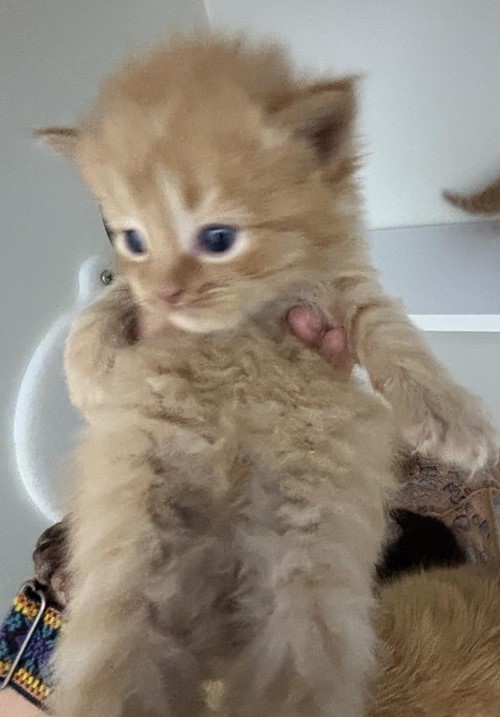 Photo for animal #1734