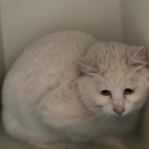 Photo for animal #1497
