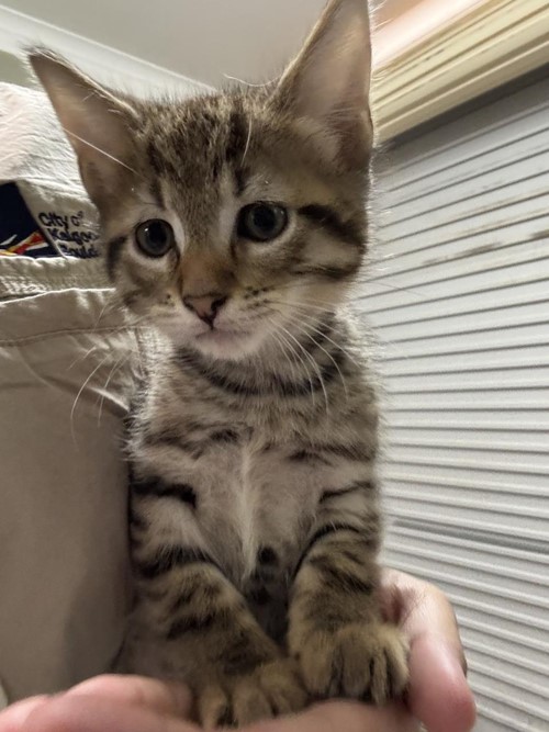 Photo for animal #1723