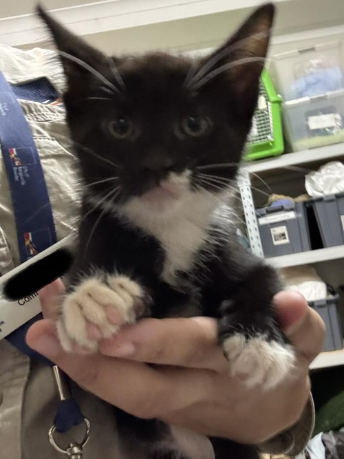 Photo for animal #1724