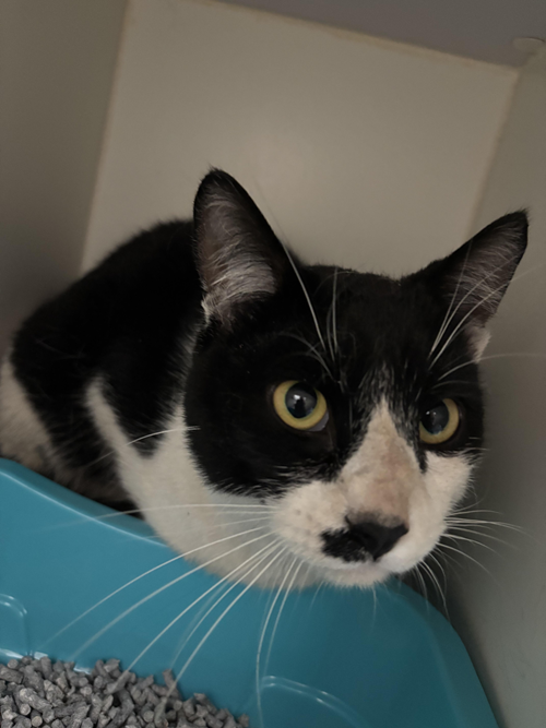 Photo for animal #1554