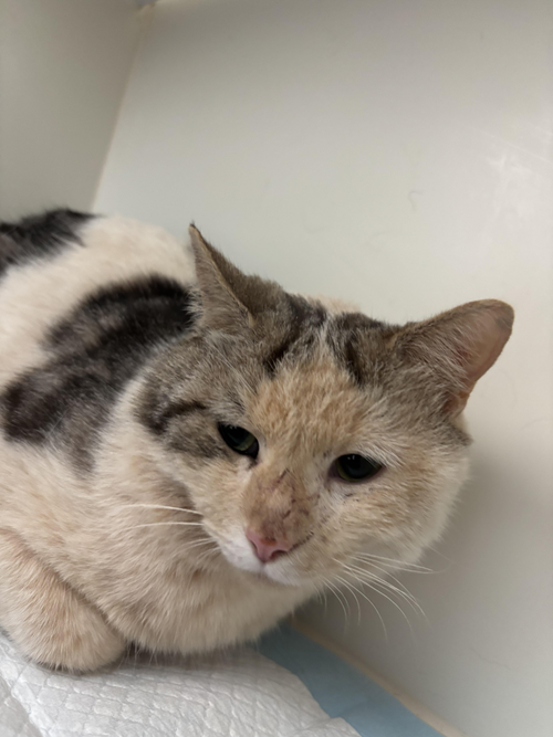 Photo for animal #1553