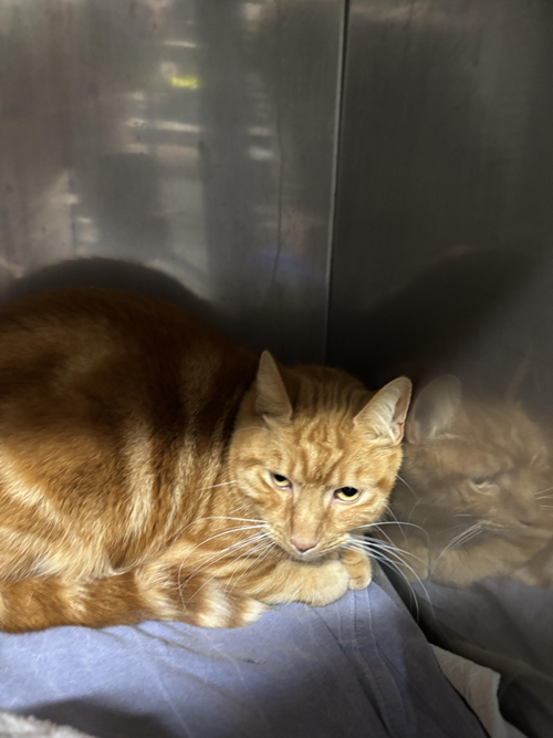 Photo for animal #1550