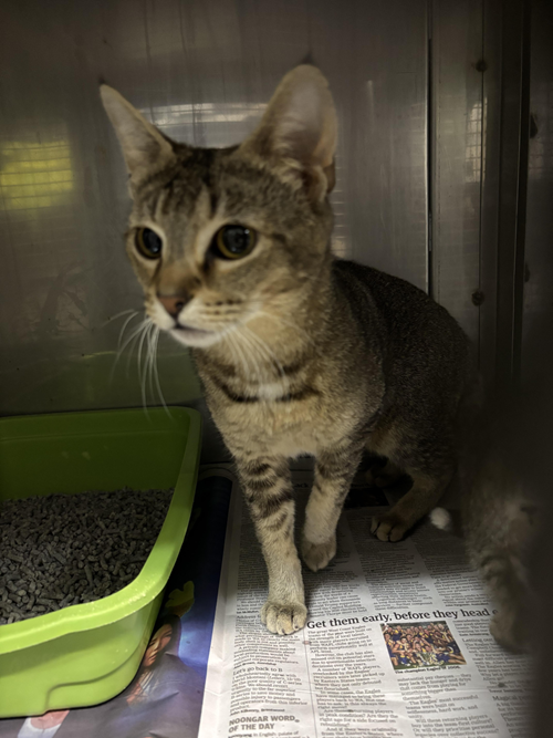 Photo for animal #1570